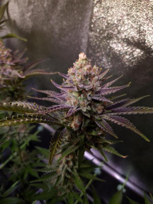 •WC×BBC • Lemonite•. Week 15 - D105/63F