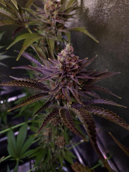 •WC×BBC • Lemonite•. Week 15 - D105/63F