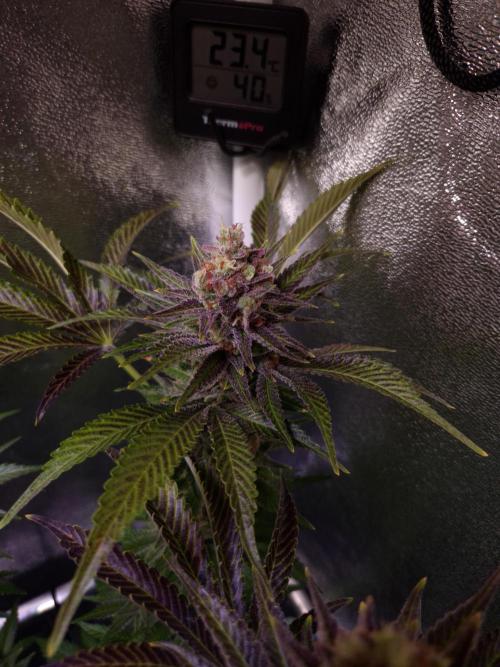 •WC×BBC • Lemonite•. Week 15 - D105/63F