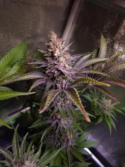 •WC×BBC • Lemonite•. Week 15 - D105/63F