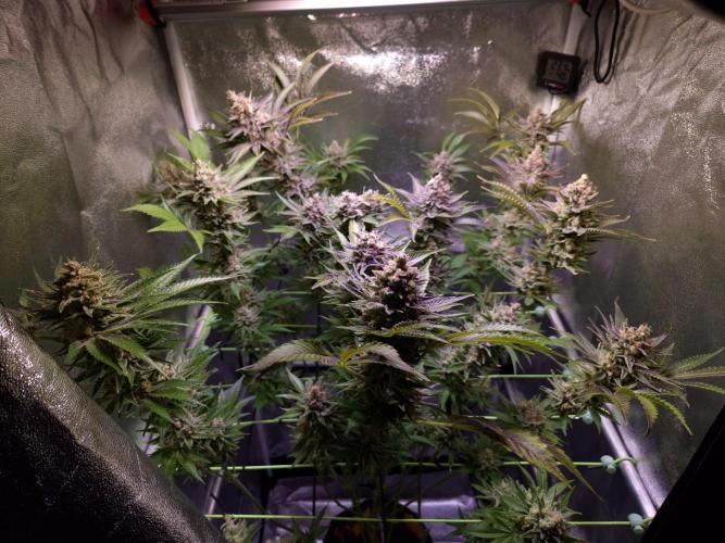 •WC×BBC • Lemonite•. Week 15 - D105/63F