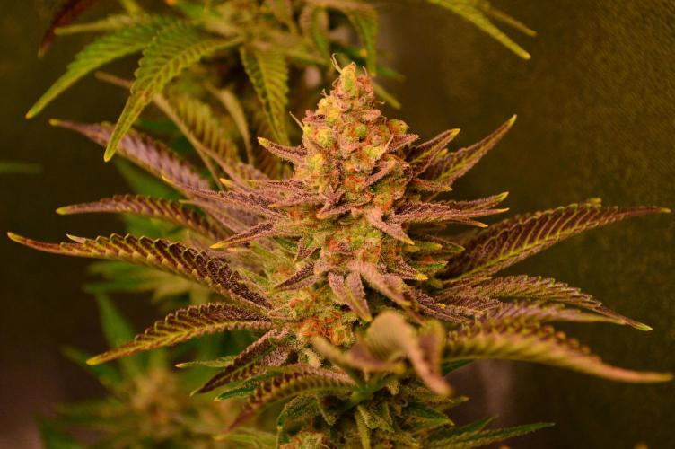 •WC×BBC • Lemonite•. Week 15 - D105/63F