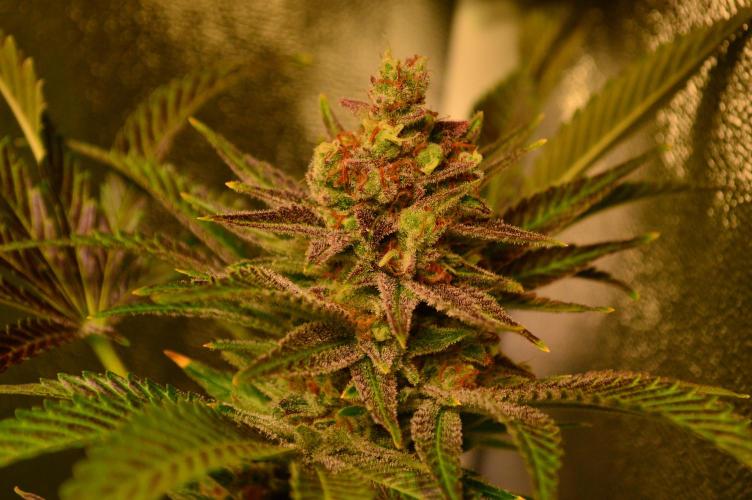 •WC×BBC • Lemonite•. Week 15