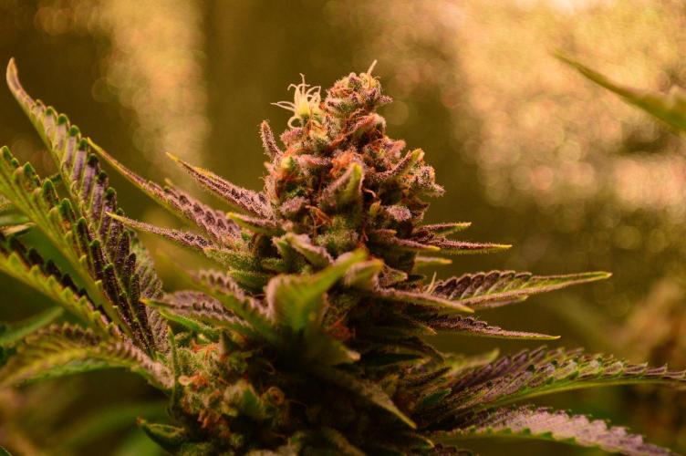 •WC×BBC • Lemonite•. Week 15