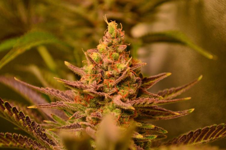 •WC×BBC • Lemonite•. Week 15