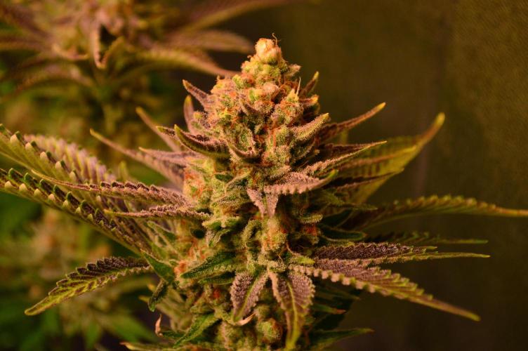 •WC×BBC • Lemonite•. Week 15