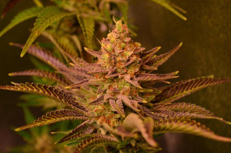 •WC×BBC • Lemonite•. Week 15 - D105/63F