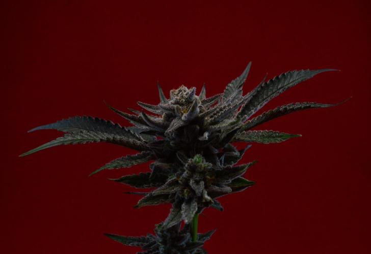 •WC×BBC • Lemonite•. Week 15 - WCxBBC / last shots