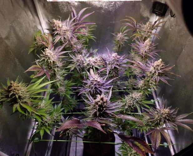 •WC×BBC • Lemonite•. Week 16