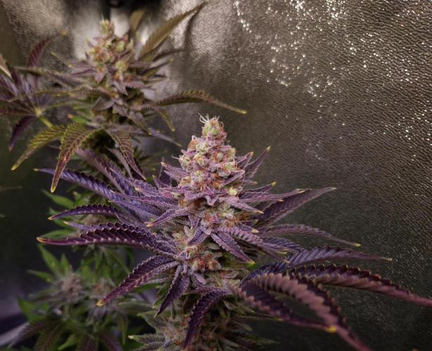 •WC×BBC • Lemonite•. Week 16