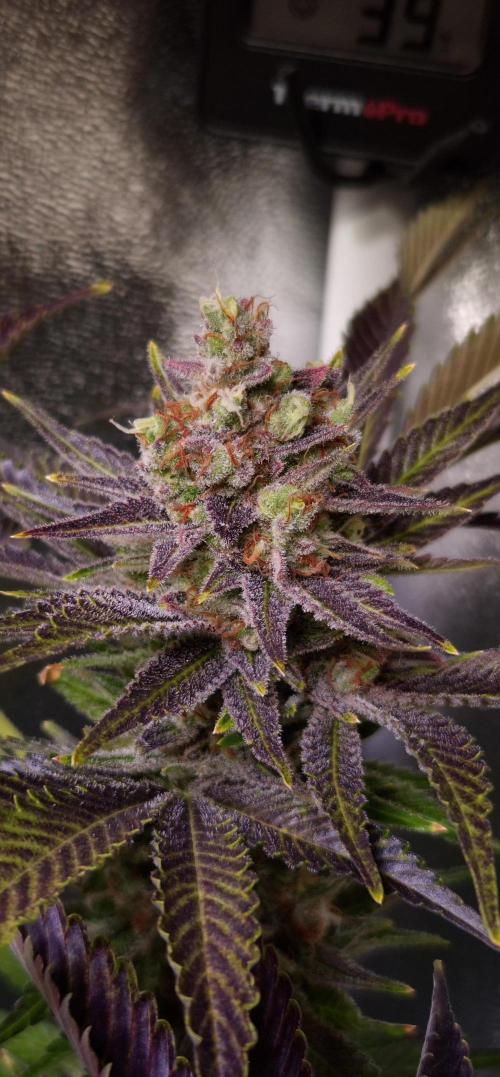 •WC×BBC • Lemonite•. Week 16