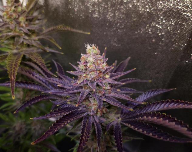 •WC×BBC • Lemonite•. Week 16