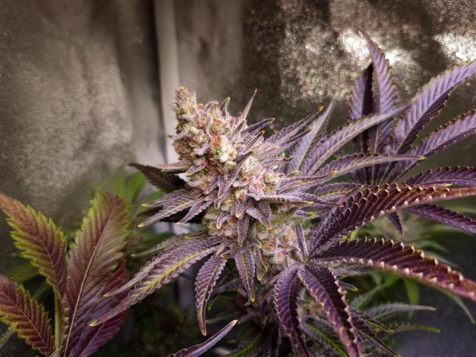 •WC×BBC • Lemonite•. Week 16