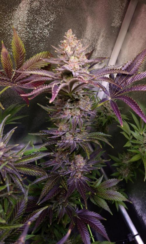 •WC×BBC • Lemonite•. Week 16