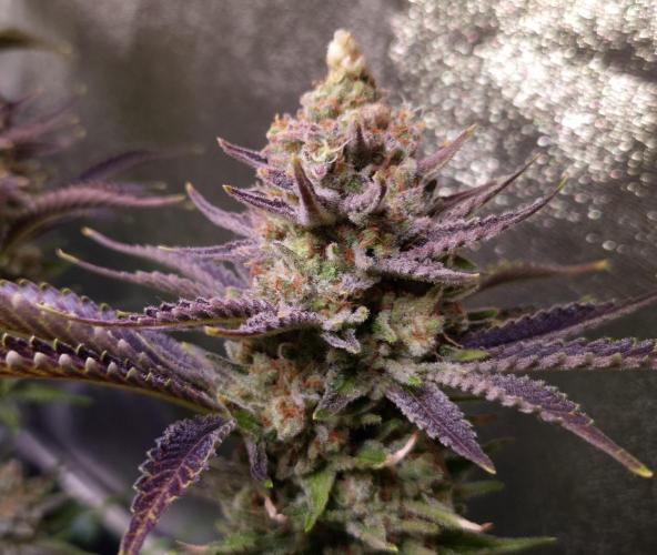 •WC×BBC • Lemonite•. Week 16