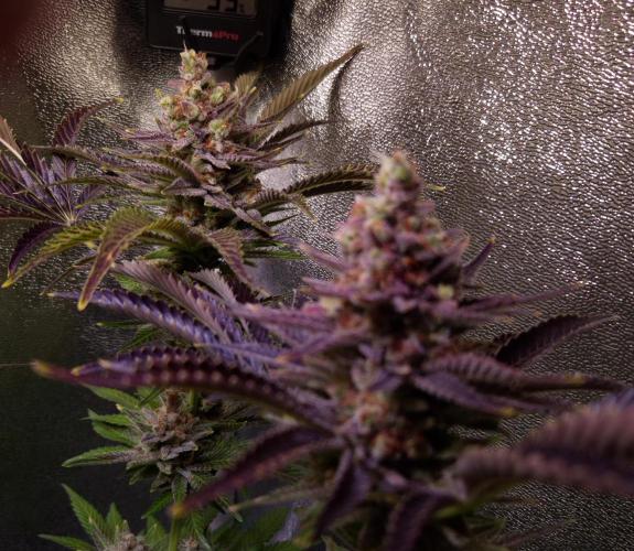 •WC×BBC • Lemonite•. Week 16