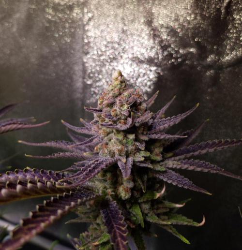 •WC×BBC • Lemonite•. Week 16