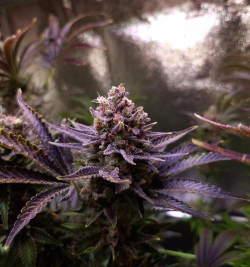 •WC×BBC • Lemonite•. Week 16