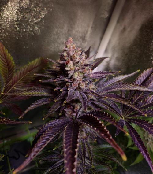 •WC×BBC • Lemonite•. Week 16