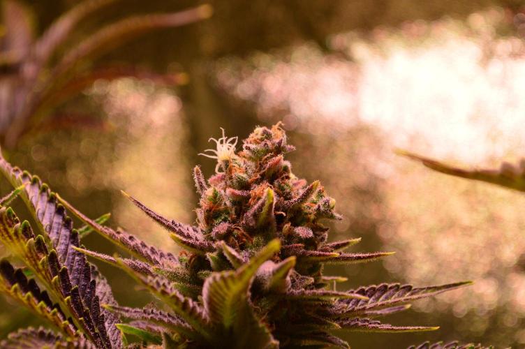 •WC×BBC • Lemonite•. Week 16