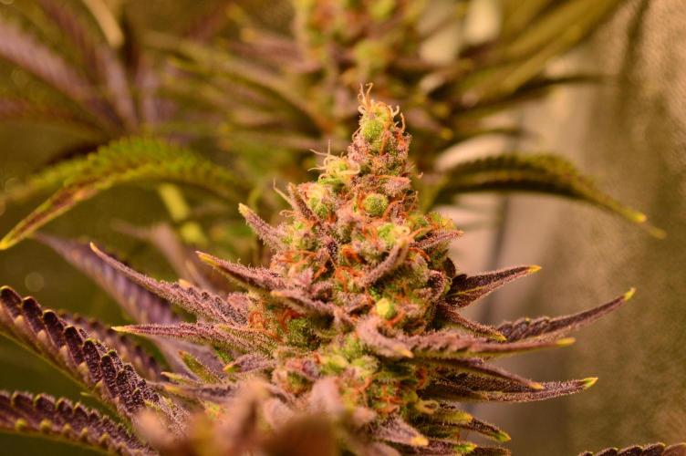 •WC×BBC • Lemonite•. Week 16