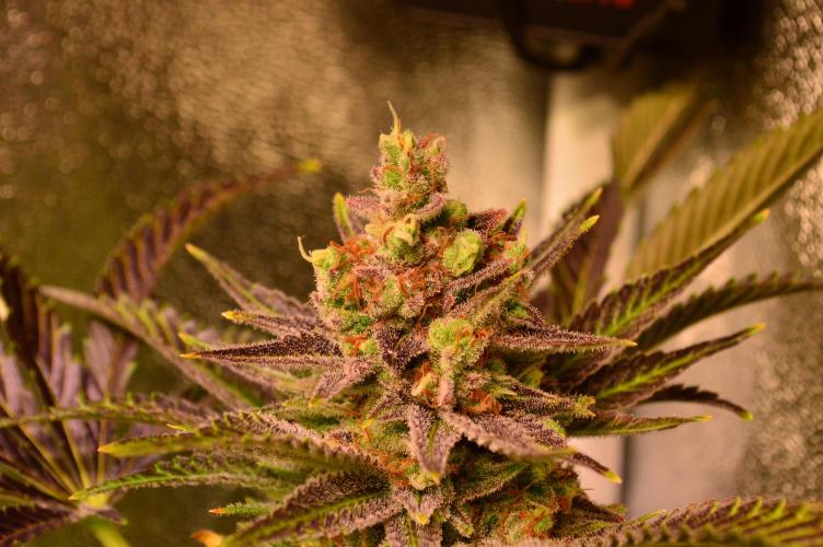 •WC×BBC • Lemonite•. Week 16