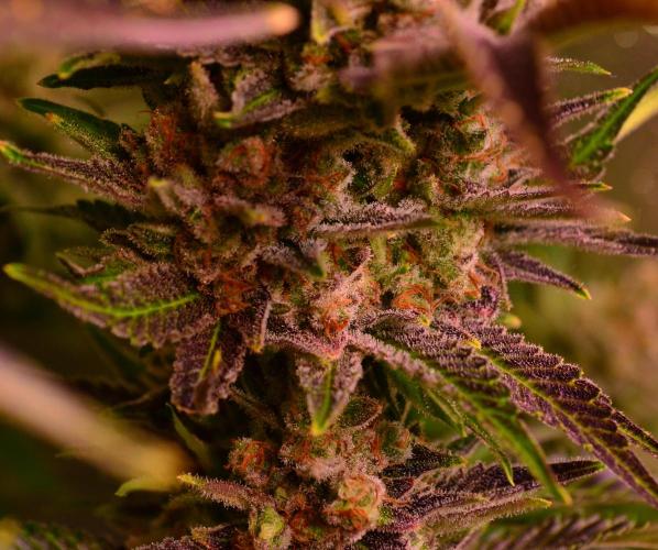 •WC×BBC • Lemonite•. Week 16