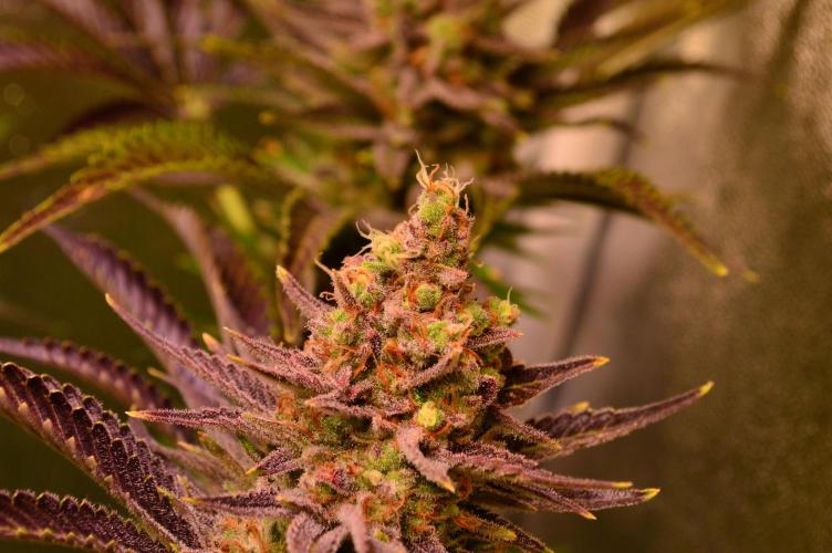 •WC×BBC • Lemonite•. Week 16