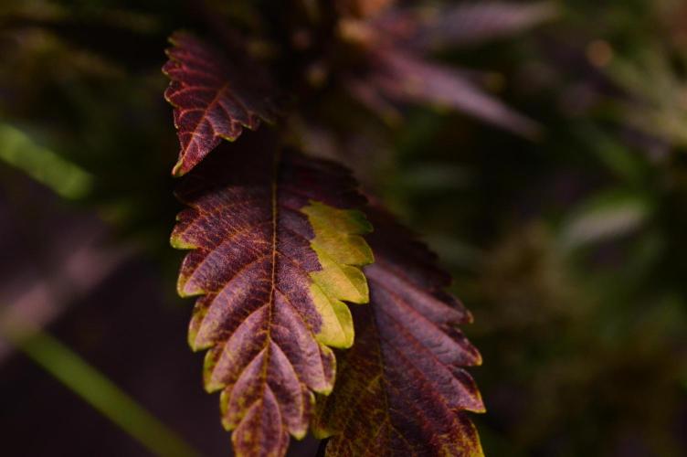 •WC×BBC • Lemonite•. Week 16