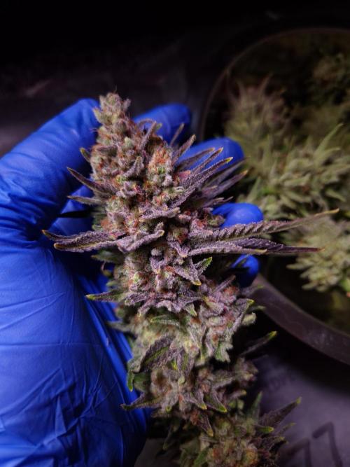 •WC×BBC • Lemonite•. Week 16