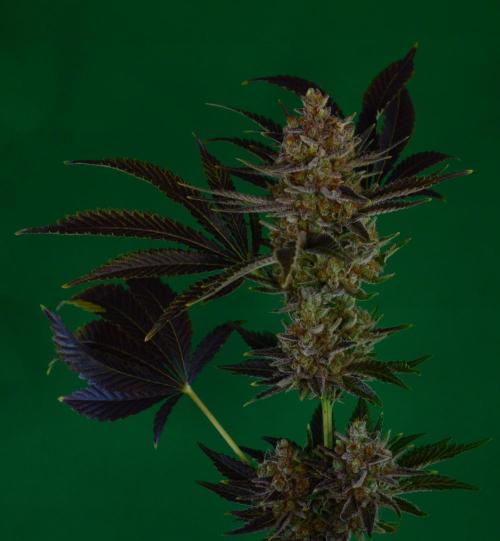 •WC×BBC • Lemonite•. Week 16 - Last shots