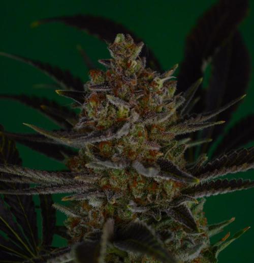 •WC×BBC • Lemonite•. Week 16