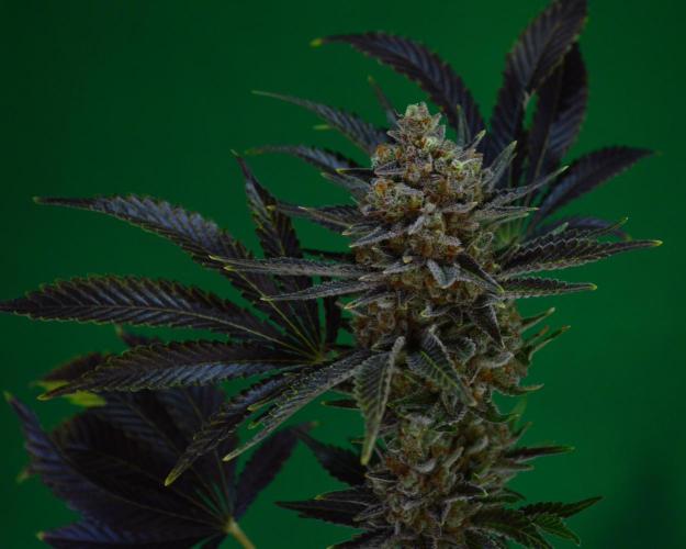 •WC×BBC • Lemonite•. Week 16