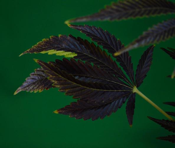 •WC×BBC • Lemonite•. Week 16