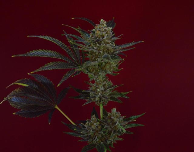 •WC×BBC • Lemonite•. Week 16