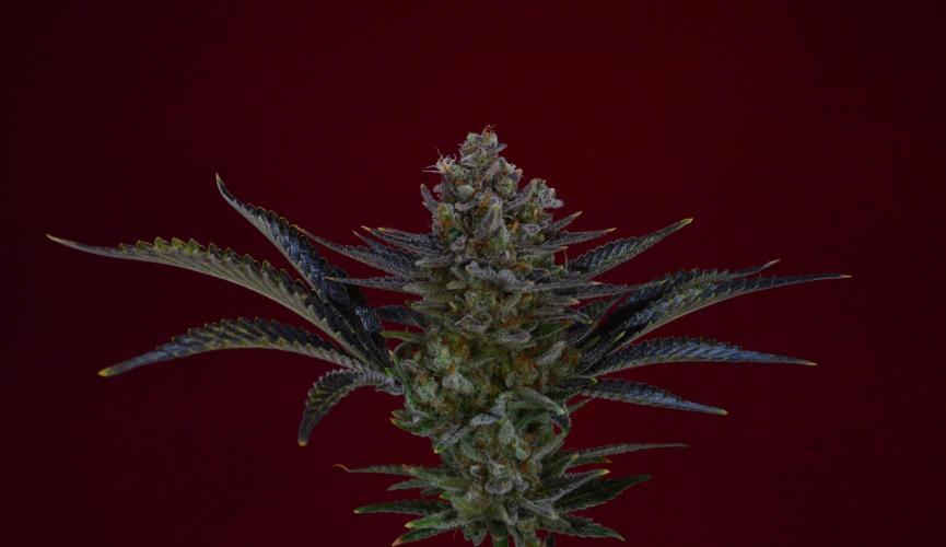 •WC×BBC • Lemonite•. Week 16