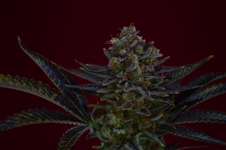 •WC×BBC • Lemonite•. Week 16