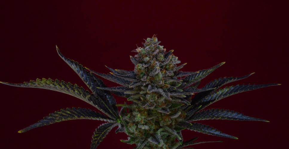 •WC×BBC • Lemonite•. Week 16