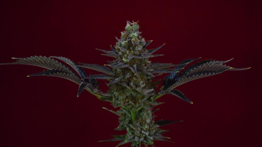 •WC×BBC • Lemonite•. Week 16