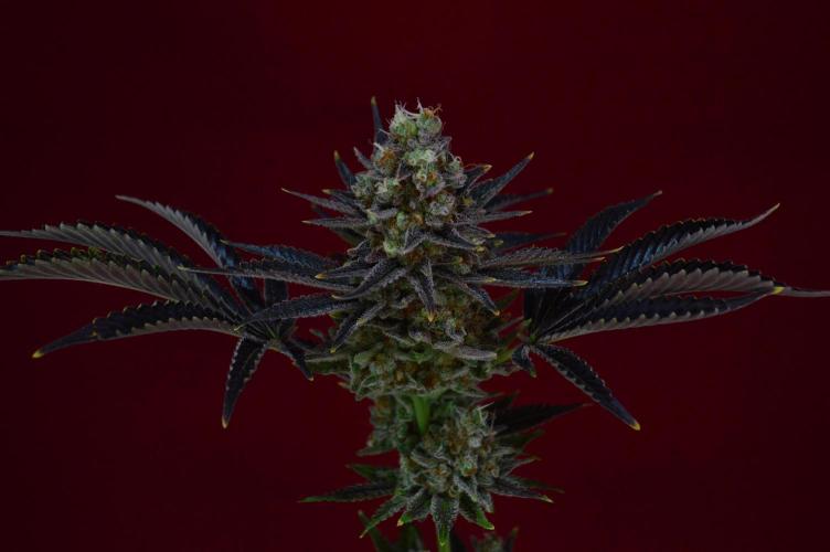 •WC×BBC • Lemonite•. Week 16