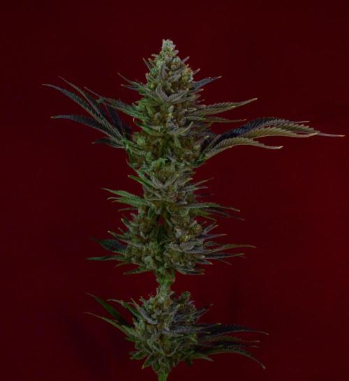 •WC×BBC • Lemonite•. Week 16