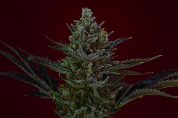 •WC×BBC • Lemonite•. Week 16