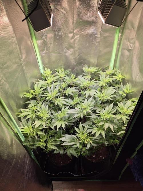 •LEMONITE • CLONES•. Week 7 - D48/6F