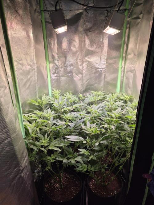 •LEMONITE • CLONES•. Week 7 - D48/6F