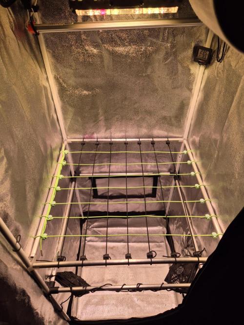 •LEMONITE • CLONES•. Week 7 - Preparing scrog net in flower tent