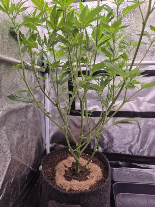 •LEMONITE • CLONES•. Week 7 - D48/6F