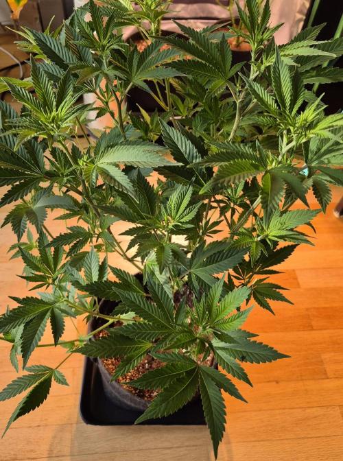 •LEMONITE • CLONES•. Week 7 - D48/6F