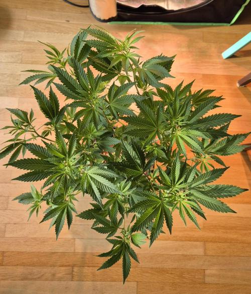 •LEMONITE • CLONES•. Week 7 - D48/6F