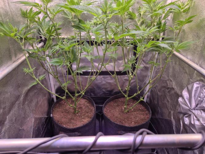 •LEMONITE • CLONES•. Week 7 - D48/6F