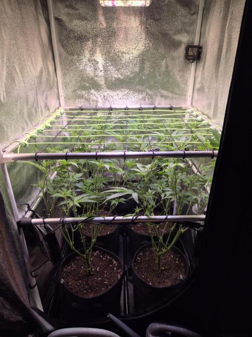 •LEMONITE • CLONES•. Week 7 - D48/6F